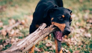 Preview wallpaper dog, stick, playful, muzzle, nibbling