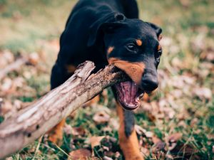 Preview wallpaper dog, stick, playful, muzzle, nibbling