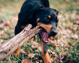 Preview wallpaper dog, stick, playful, muzzle, nibbling