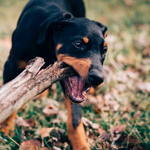 Preview wallpaper dog, stick, playful, muzzle, nibbling