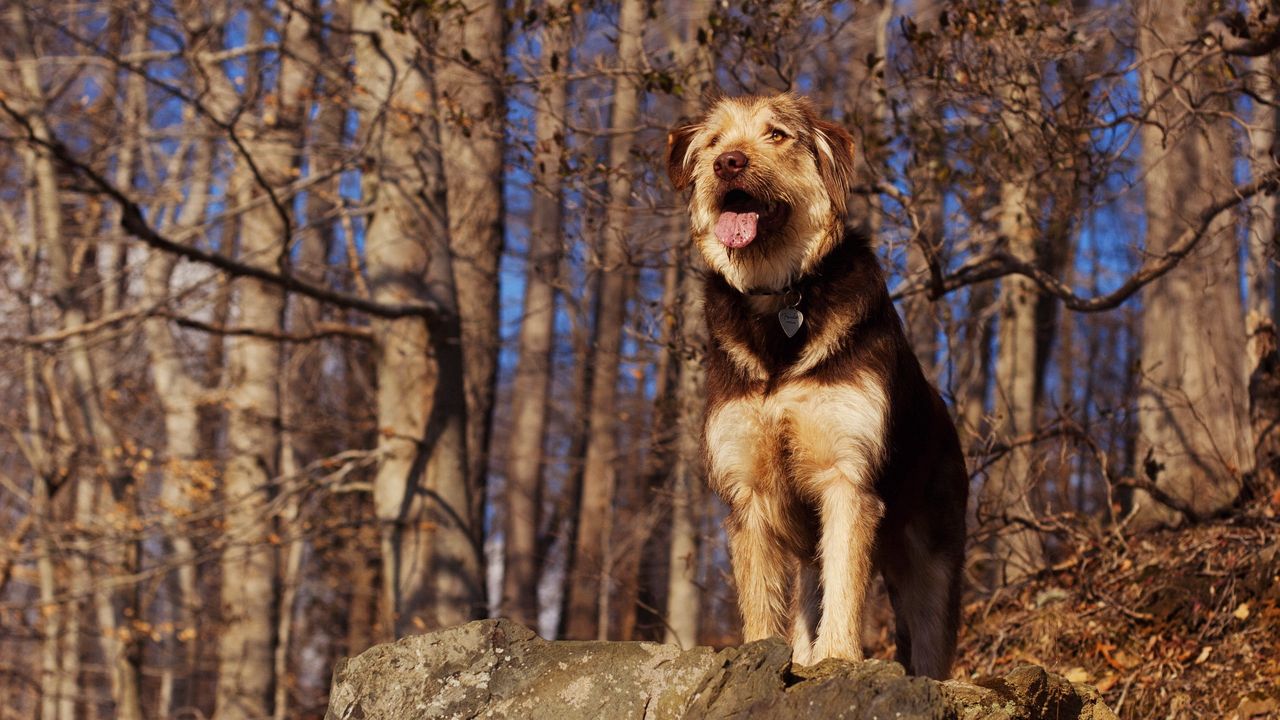 Wallpaper dog, stone, view, forest