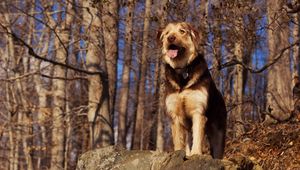 Preview wallpaper dog, stone, view, forest