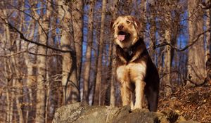 Preview wallpaper dog, stone, view, forest