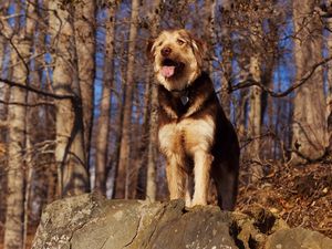 Preview wallpaper dog, stone, view, forest