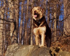 Preview wallpaper dog, stone, view, forest