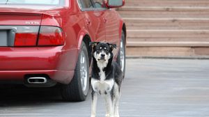 Preview wallpaper dog, street, car