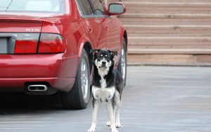 Preview wallpaper dog, street, car