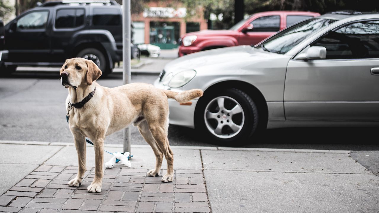 Wallpaper dog, street, city, cars