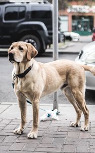 Preview wallpaper dog, street, city, cars