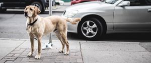 Preview wallpaper dog, street, city, cars