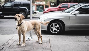 Preview wallpaper dog, street, city, cars