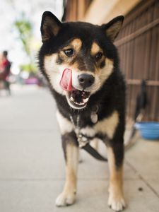 Preview wallpaper dog, street, city, lick