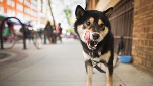 Preview wallpaper dog, street, city, lick