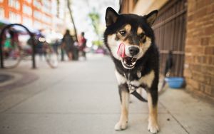 Preview wallpaper dog, street, city, lick