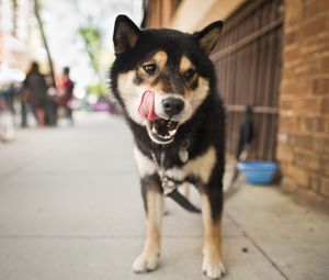 Preview wallpaper dog, street, city, lick