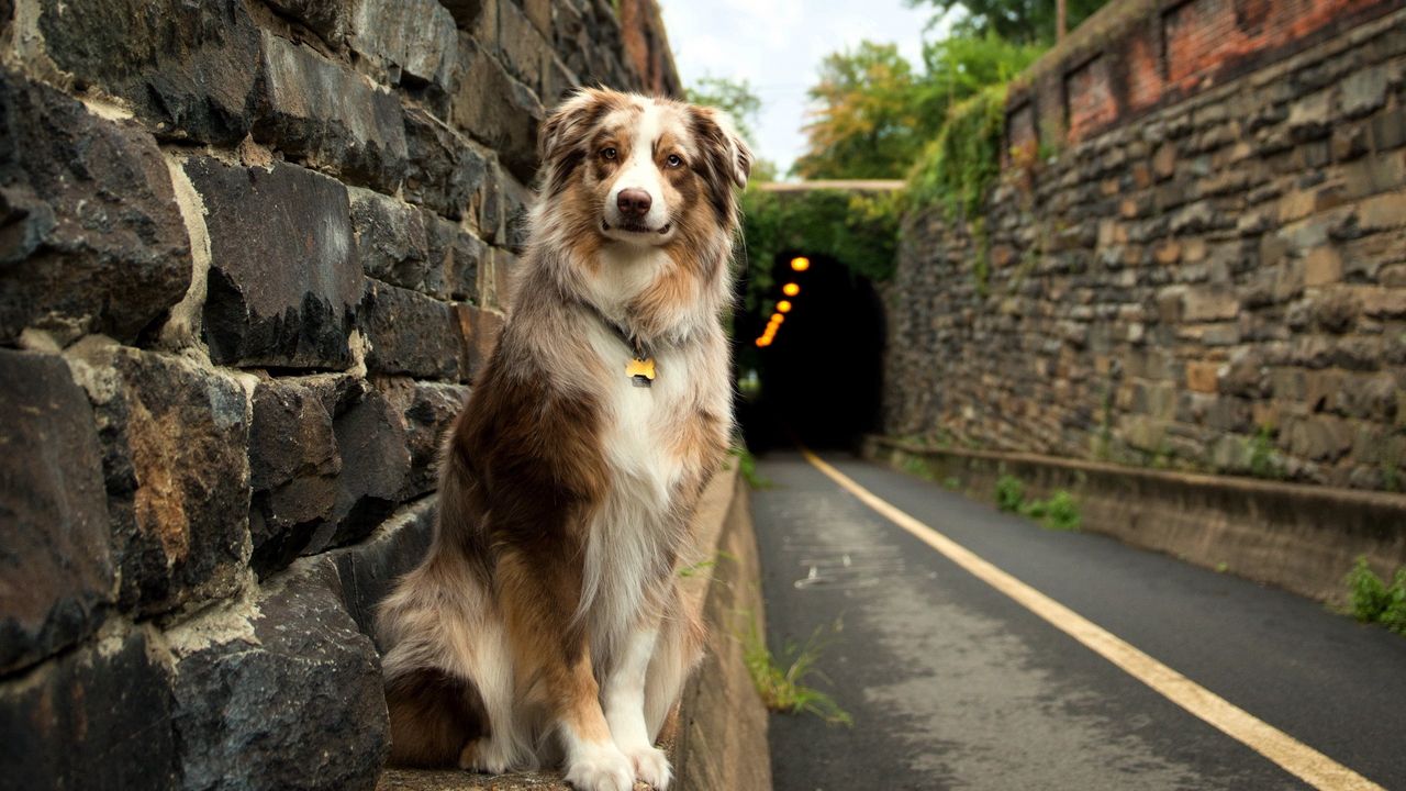 Wallpaper dog, street, spotted 