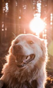 Preview wallpaper dog, sunlight, happy, forest