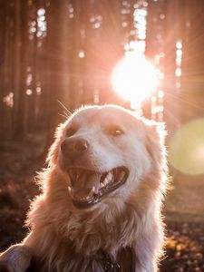 Preview wallpaper dog, sunlight, happy, forest