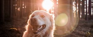 Preview wallpaper dog, sunlight, happy, forest