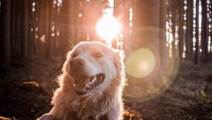 Preview wallpaper dog, sunlight, happy, forest