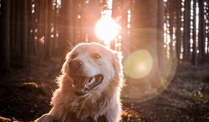 Preview wallpaper dog, sunlight, happy, forest