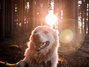 Preview wallpaper dog, sunlight, happy, forest