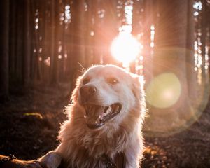 Preview wallpaper dog, sunlight, happy, forest