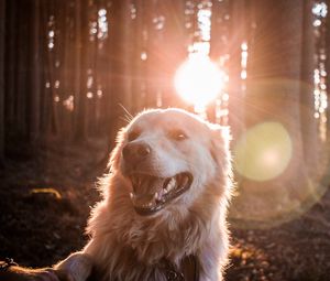Preview wallpaper dog, sunlight, happy, forest