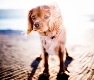 Preview wallpaper dog, sunlight, wind