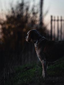 Preview wallpaper dog, sunset, dark