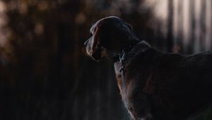 Preview wallpaper dog, sunset, dark