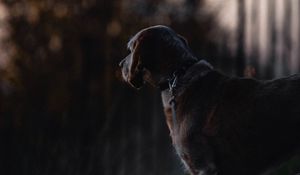 Preview wallpaper dog, sunset, dark