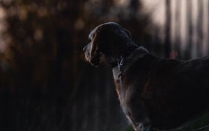 Preview wallpaper dog, sunset, dark