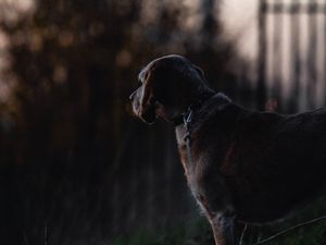 Preview wallpaper dog, sunset, dark