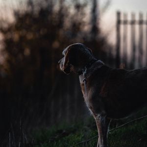Preview wallpaper dog, sunset, dark