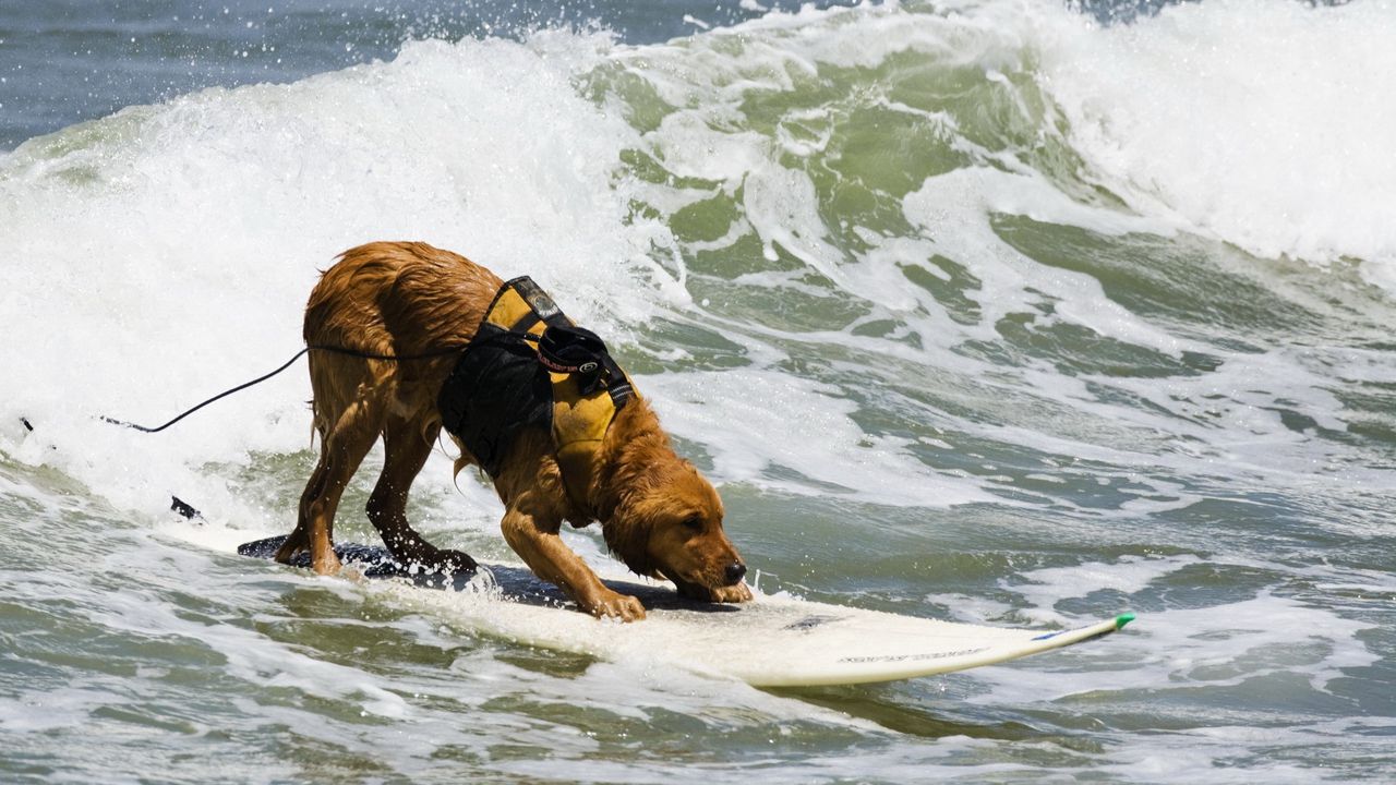 Wallpaper dog, surfing, water, waves, sea, surf