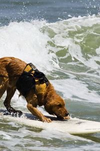 Preview wallpaper dog, surfing, water, waves, sea, surf
