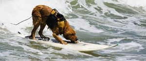 Preview wallpaper dog, surfing, water, waves, sea, surf