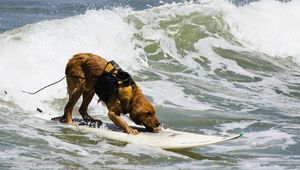 Preview wallpaper dog, surfing, water, waves, sea, surf