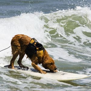 Preview wallpaper dog, surfing, water, waves, sea, surf