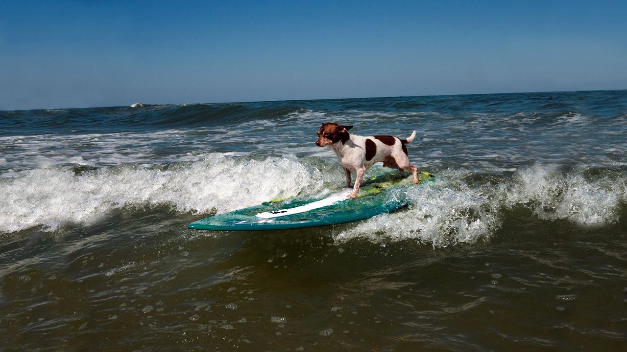 Wallpaper dog, surfing, wave, sports