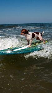 Preview wallpaper dog, surfing, wave, sports