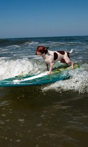 Preview wallpaper dog, surfing, wave, sports