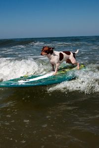 Preview wallpaper dog, surfing, wave, sports
