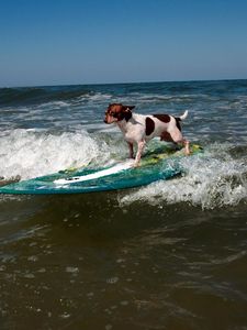 Preview wallpaper dog, surfing, wave, sports