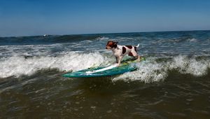 Preview wallpaper dog, surfing, wave, sports