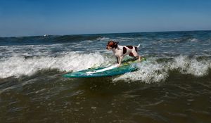 Preview wallpaper dog, surfing, wave, sports