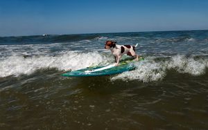 Preview wallpaper dog, surfing, wave, sports