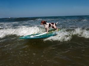 Preview wallpaper dog, surfing, wave, sports