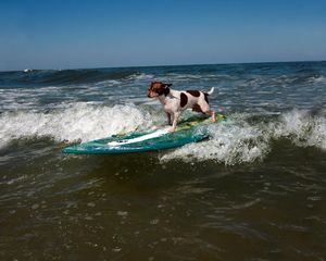 Preview wallpaper dog, surfing, wave, sports
